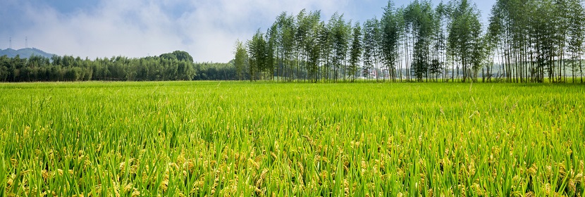 外來物含量測(cè)定