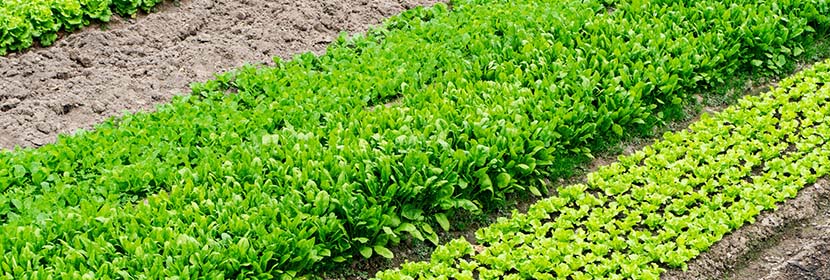 農(nóng)作物檢測